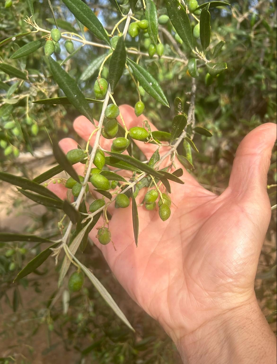 The mighty little Koroneiki Olive Oil from Crete, Greece: A Treasure of Quality and Health.